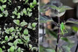Holy basil Seeds, Red Leaf Tulsi (Ocimum sanctum) Asian Vegetable - Caribbean garden seed