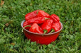 Hinkelhatz Pepper SEEDS (Capsicum annuum)  From Pennsylvania - Caribbean garden seed