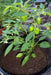 Hinkelhatz Pepper SEEDS (Capsicum annuum)  From Pennsylvania - Caribbean garden seed