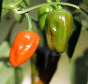 Hinkelhatz Pepper SEEDS (Capsicum annuum)  From Pennsylvania - Caribbean garden seed
