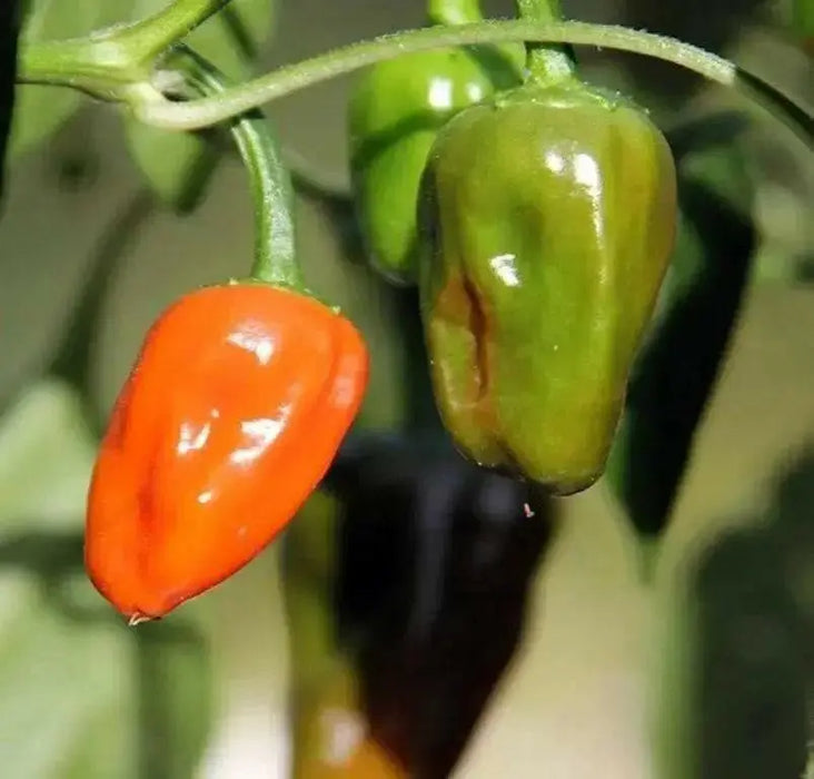 Hinkelhatz Pepper SEEDS (Capsicum annuum)  From Pennsylvania - Caribbean garden seed