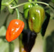 Hinkelhatz Pepper SEEDS (Capsicum annuum)  From Pennsylvania - Caribbean garden seed