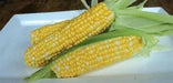 Honey and Cream Corn Seed, Sweet taste and easy to grow in small patches, great for home gardeners - Caribbean garden seed