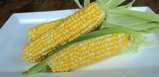 Honey and Cream Corn Seed, Sweet taste and easy to grow in small patches, great for home gardeners - Caribbean garden seed