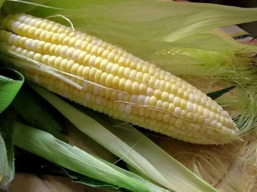 Honey and Cream Corn Seed, Sweet taste and easy to grow in small patches, great for home gardeners - Caribbean garden seed