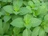 Holy basil Seeds,  Tulsi, ASIAN VEGETABLE ! - Caribbean garden seed