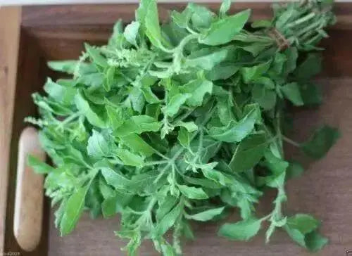 Holy basil Seeds,  Tulsi, ASIAN VEGETABLE ! - Caribbean garden seed