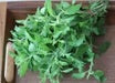 Holy basil Seeds,  Tulsi, ASIAN VEGETABLE ! - Caribbean garden seed