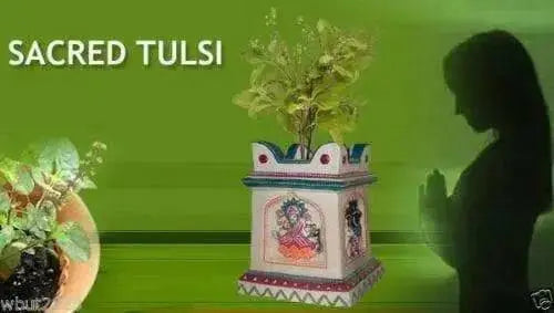 Holy basil Seeds,  Tulsi, ASIAN VEGETABLE ! - Caribbean garden seed