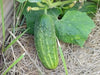 Homemade Pickles' Cucumber Seeds - 'Heavy yielding variety - Caribbean garden seed