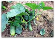 Homemade Pickles' Cucumber Seeds - 'Heavy yielding variety - Caribbean garden seed