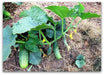 Homemade Pickles' Cucumber Seeds - 'Heavy yielding variety - Caribbean garden seed