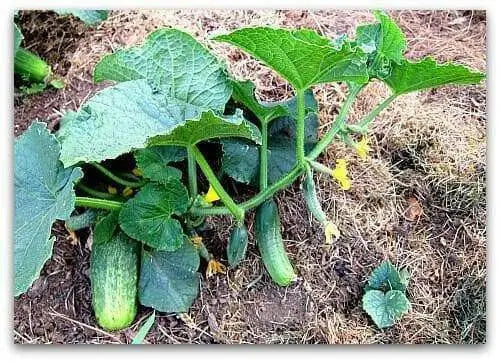 Homemade Pickles' Cucumber Seeds - 'Heavy yielding variety - Caribbean garden seed