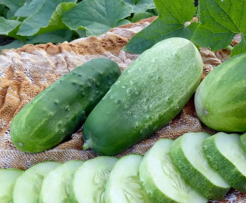 Homemade Pickles' Cucumber Seeds - 'Heavy yielding variety - Caribbean garden seed