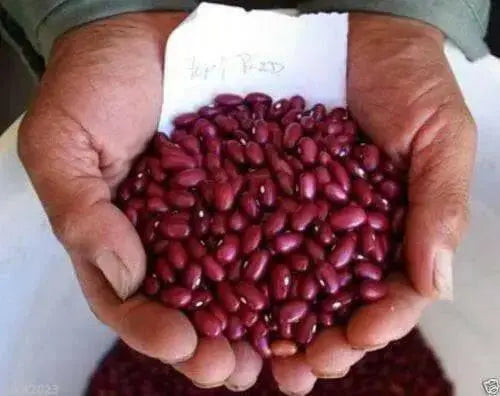 Hopi Red pole Kidney Beans. Organically Grown Heirloom Seeds ! - Caribbean garden seed