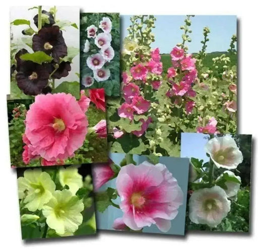 Hollyhock Seeds - Indian Spring Mix - Alcea Rosea , Great For Fence, wall or Back border- Very Tall - Caribbean garden seed
