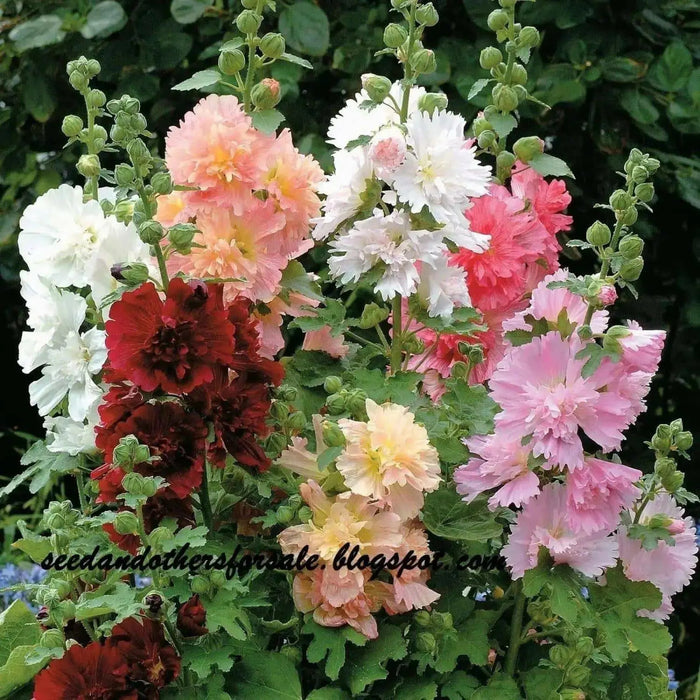 Hollyhock Seeds - Indian Spring Mix - Alcea Rosea , Great For Fence, wall or Back border- Very Tall - Caribbean garden seed
