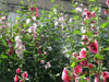 Hollyhock Seeds - Indian Spring Mix - Alcea Rosea , Great For Fence, wall or Back border- Very Tall - Caribbean garden seed