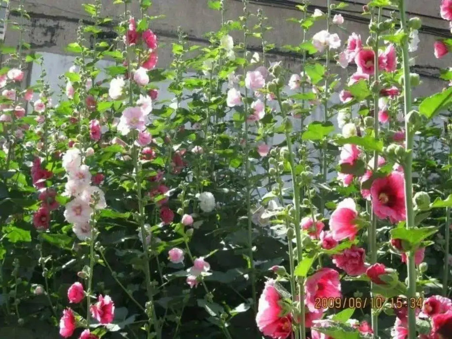 Hollyhock Seeds - Indian Spring Mix - Alcea Rosea , Great For Fence, wall or Back border- Very Tall - Caribbean garden seed