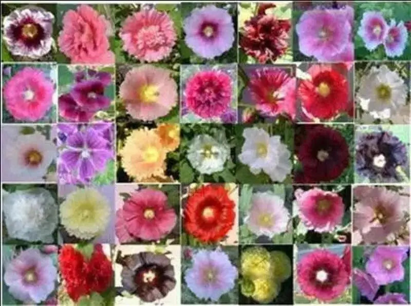 Hollyhock Seeds - Indian Spring Mix - Alcea Rosea , Great For Fence, wall or Back border- Very Tall - Caribbean garden seed