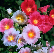 Hollyhock Seeds - Indian Spring Mix - Alcea Rosea , Great For Fence, wall or Back border- Very Tall - Caribbean garden seed