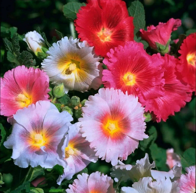 Hollyhock Seeds - Indian Spring Mix - Alcea Rosea , Great For Fence, wall or Back border- Very Tall - Caribbean garden seed