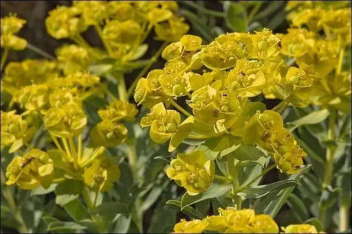 Honey-flowered spurge seeds (Euphorbia nicaeensis) succulent - Caribbean garden seed