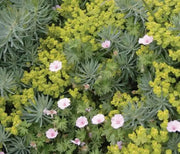 Honey-flowered spurge seeds (Euphorbia nicaeensis) succulent - Caribbean garden seed