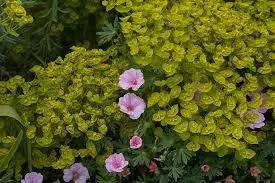 Honey-flowered spurge seeds (Euphorbia nicaeensis) succulent - Caribbean garden seed