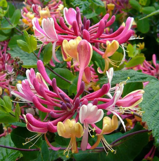 Honeysuckle Serotina,2.5' POT Starter Plant , Perennial VINE - Caribbean garden seed