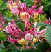 Honeysuckle Serotina,2.5' POT Starter Plant , Perennial VINE - Caribbean garden seed