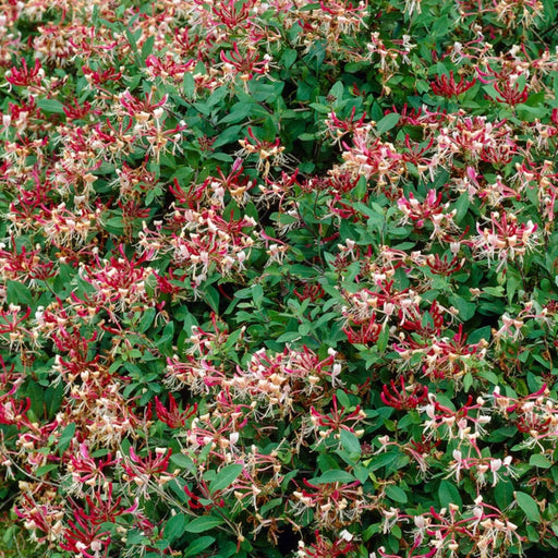 Honeysuckle Serotina,2.5' POT Starter Plant , Perennial VINE - Caribbean garden seed
