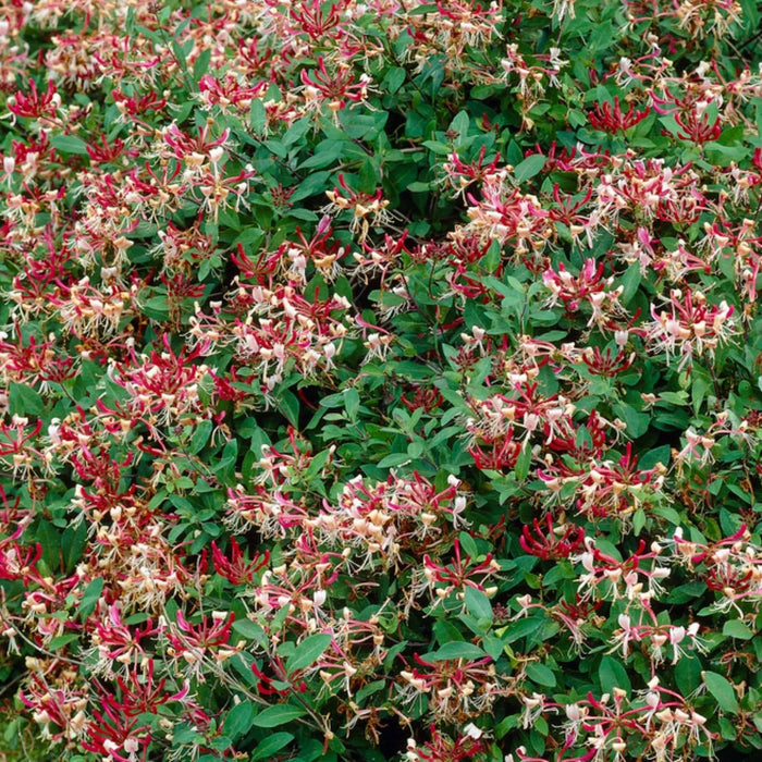 Honeysuckle Serotina,2.5' POT Starter Plant , Perennial VINE - Caribbean garden seed