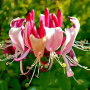 Honeysuckle Serotina,2.5' POT Starter Plant , Perennial VINE - Caribbean garden seed