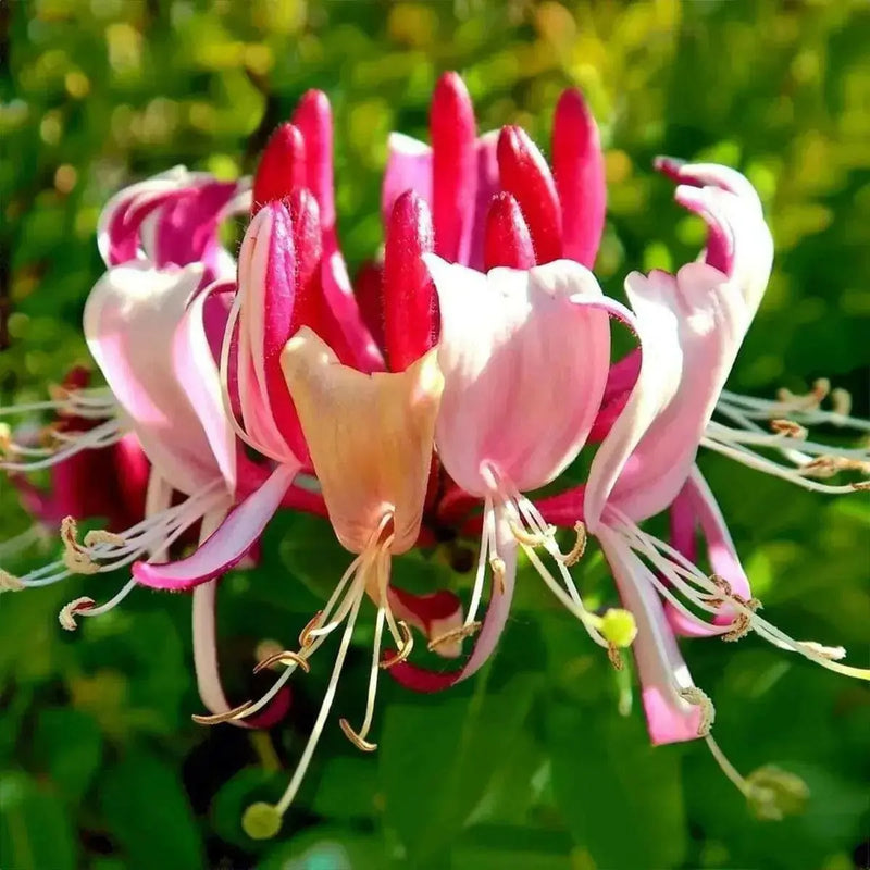 Honeysuckle Serotina,2.5' POT Starter Plant , Perennial VINE - Caribbean garden seed