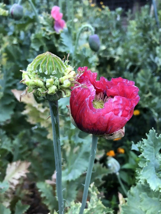 Hen and Chickens Poppy ,flowers Seeds - Caribbean garden seed