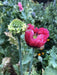 Hen and Chickens Poppy ,flowers Seeds - Caribbean garden seed