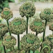 Hen and Chickens Poppy ,flowers Seeds - Caribbean garden seed