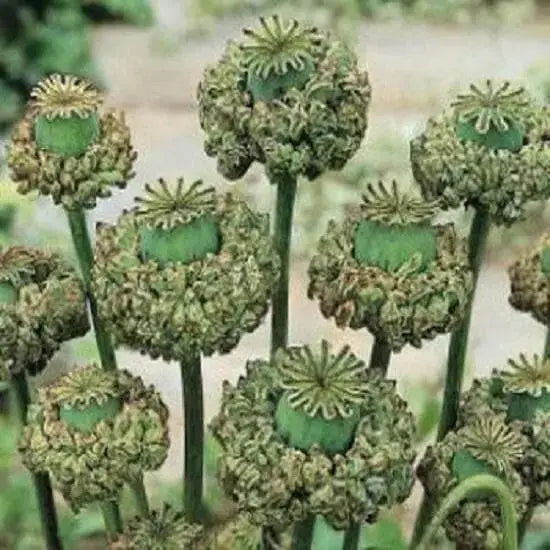 Hen and Chickens Poppy ,flowers Seeds - Caribbean garden seed