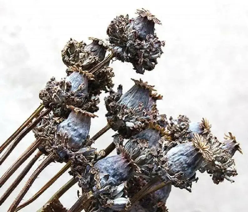 Hen and Chickens Poppy ,flowers Seeds - Caribbean garden seed