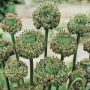 Hen and Chickens Poppy ,flowers Seeds - Caribbean garden seed