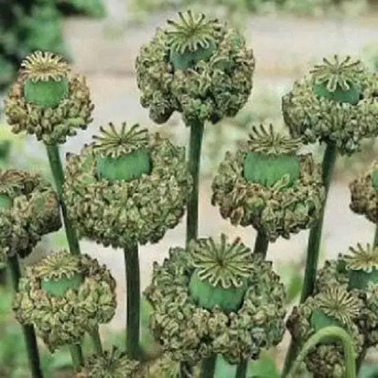 Hen and Chickens Poppy ,flowers Seeds - Caribbean garden seed