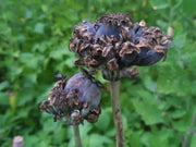 Hen and Chickens Poppy ,flowers Seeds - Caribbean garden seed