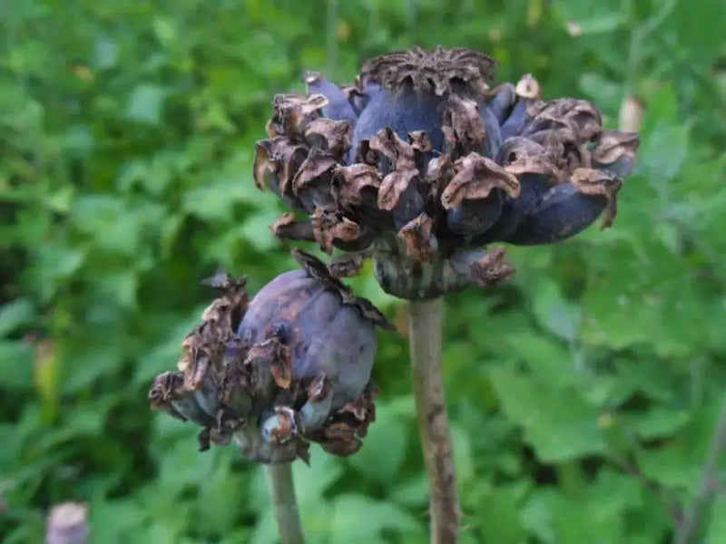 Hen and Chickens Poppy ,flowers Seeds - Caribbean garden seed