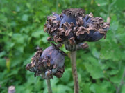 Hen and Chickens Poppy ,flowers Seeds - Caribbean garden seed