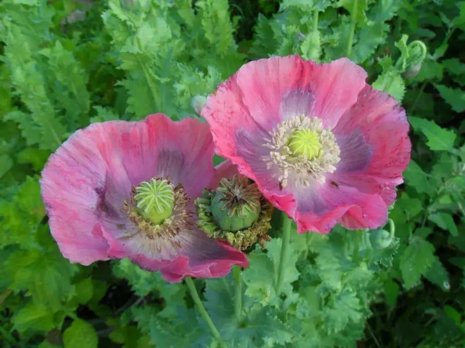 Hen and Chickens Poppy ,flowers Seeds - Caribbean garden seed