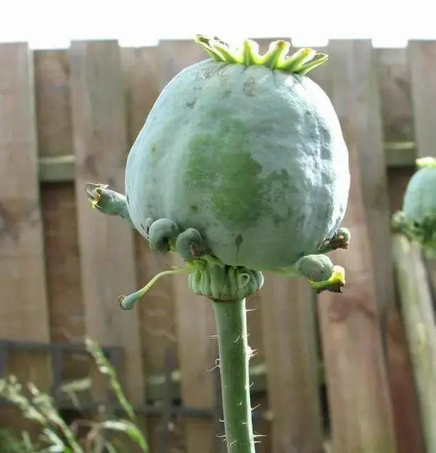 Hen and Chickens Poppy ,flowers Seeds - Caribbean garden seed