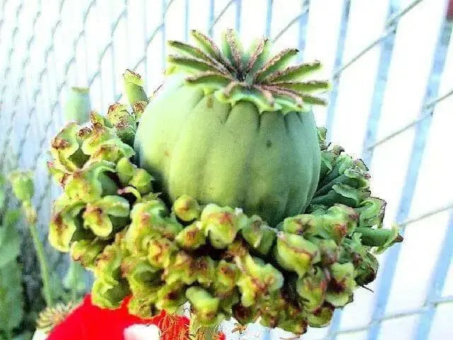 Hen and Chickens Poppy ,flowers Seeds - Caribbean garden seed