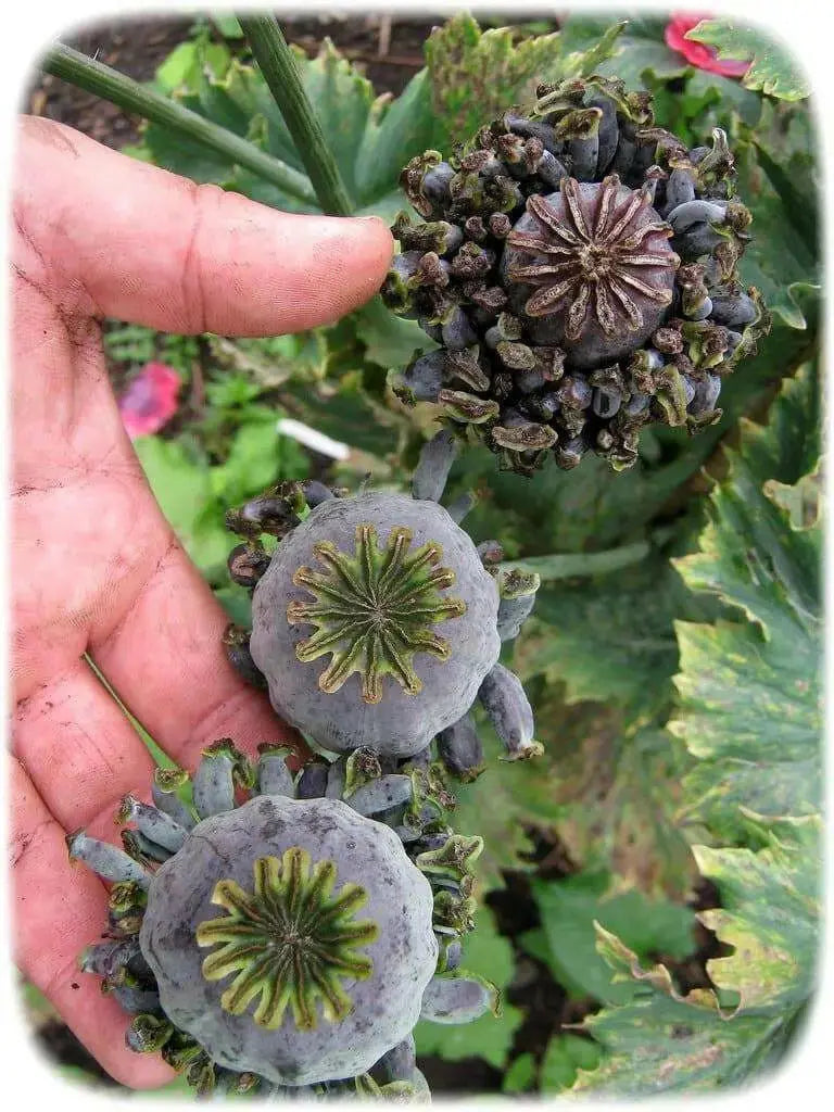 Hen and Chickens Poppy ,flowers Seeds - Caribbean garden seed