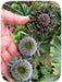 Hen and Chickens Poppy ,flowers Seeds - Caribbean garden seed